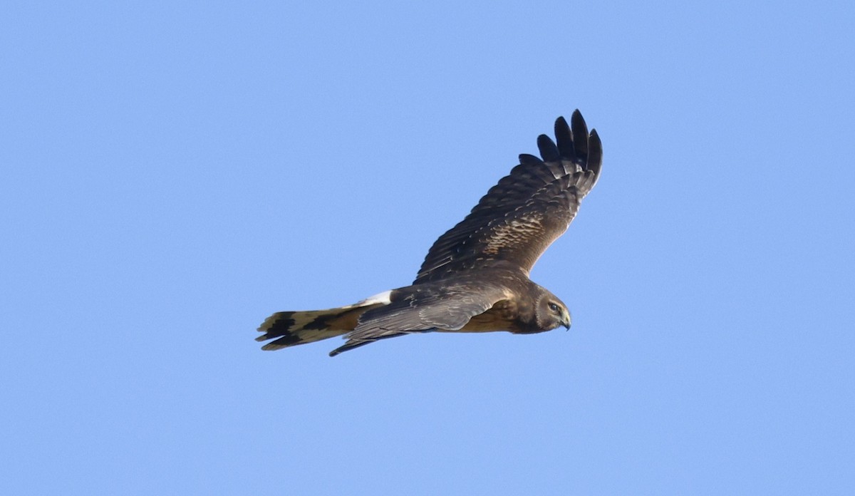 Mirotz zuri iparramerikarra - ML645576892