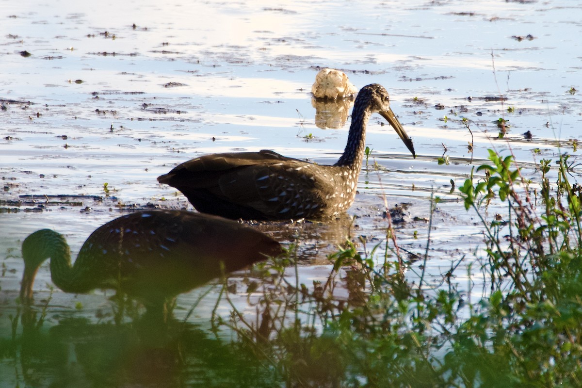 Limpkin - ML645576895