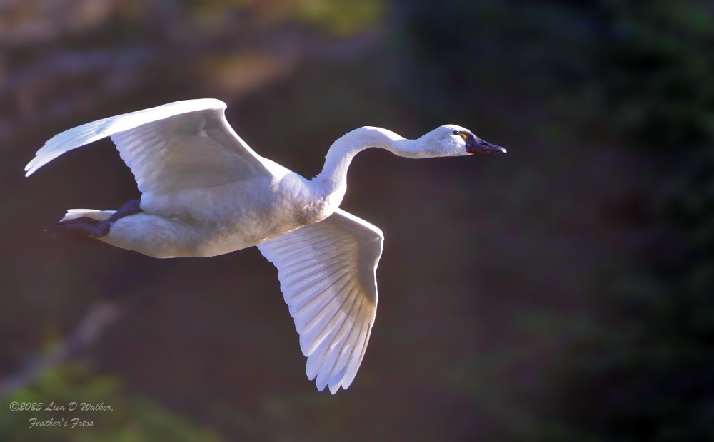 dvergsvane - ML645576903