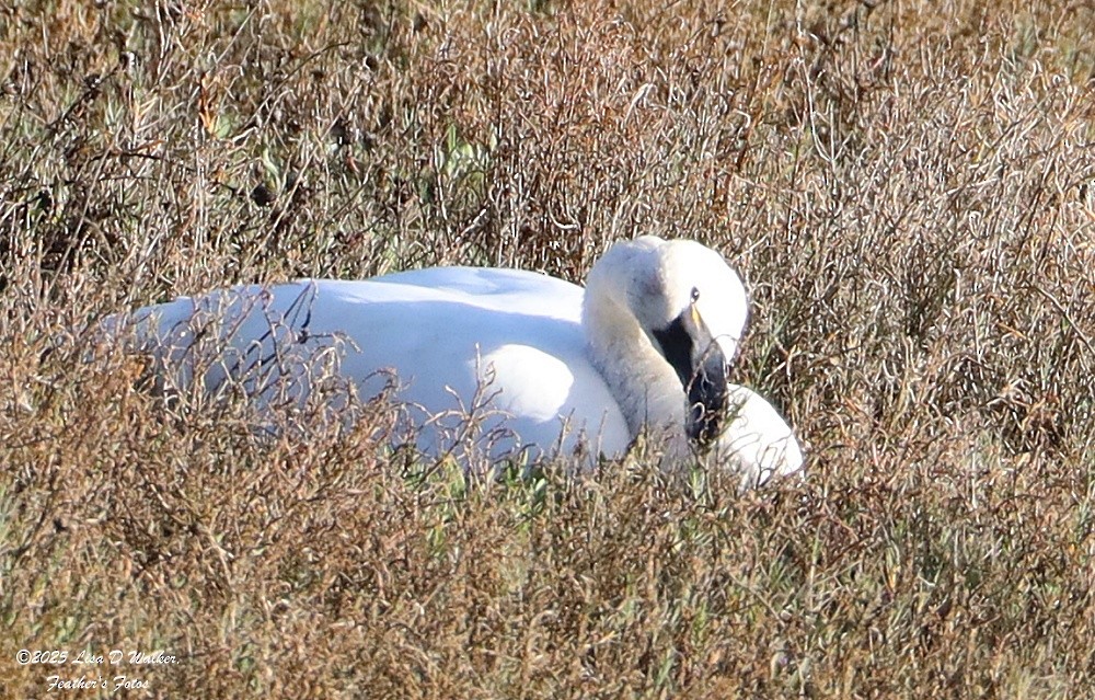 dvergsvane - ML645576904