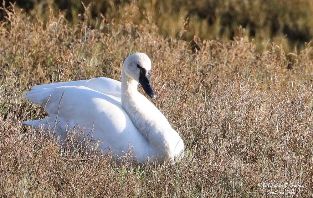 dvergsvane - ML645576905