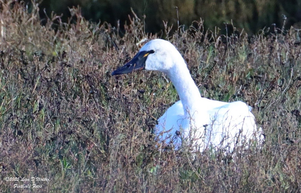 dvergsvane - ML645576906