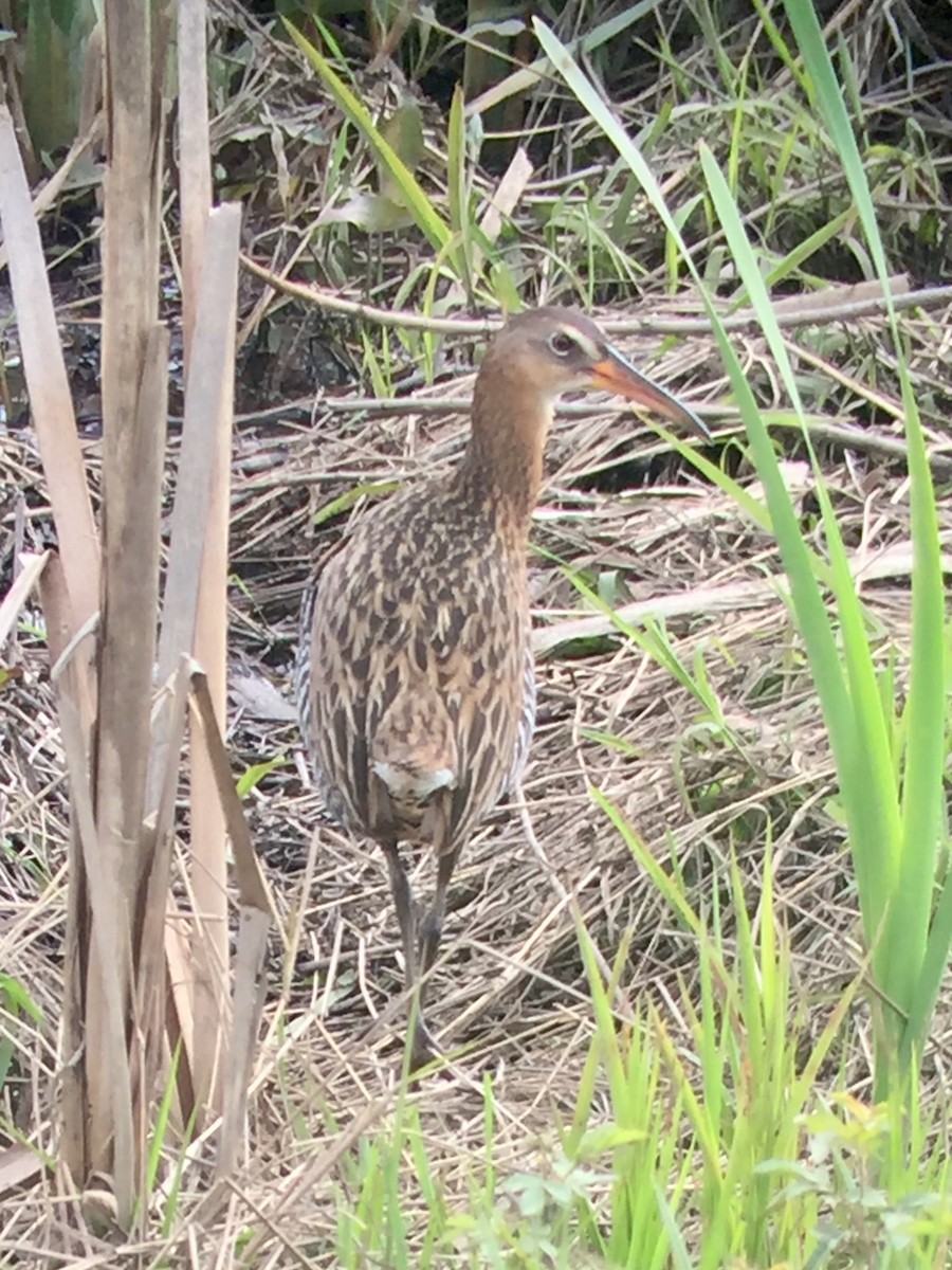 King Rail - ML645576919