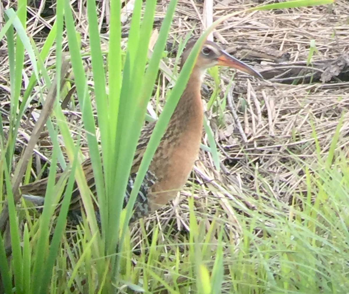 King Rail - ML645576920