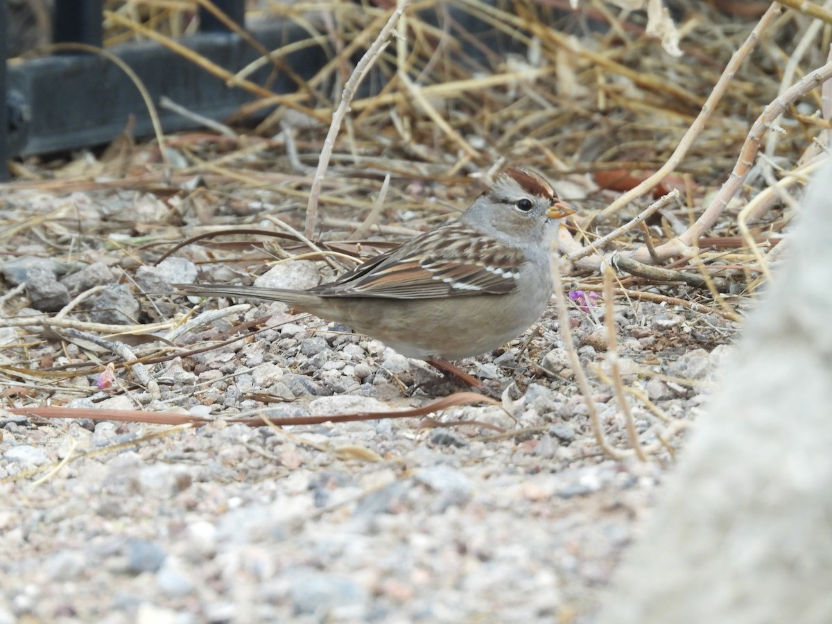 White-crowned Sparrow - ML645576922