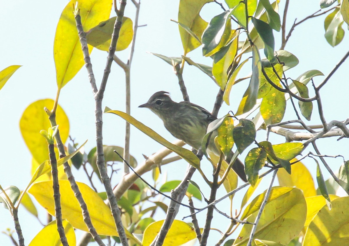 Rufous-crowned Elaenia - ML645576926