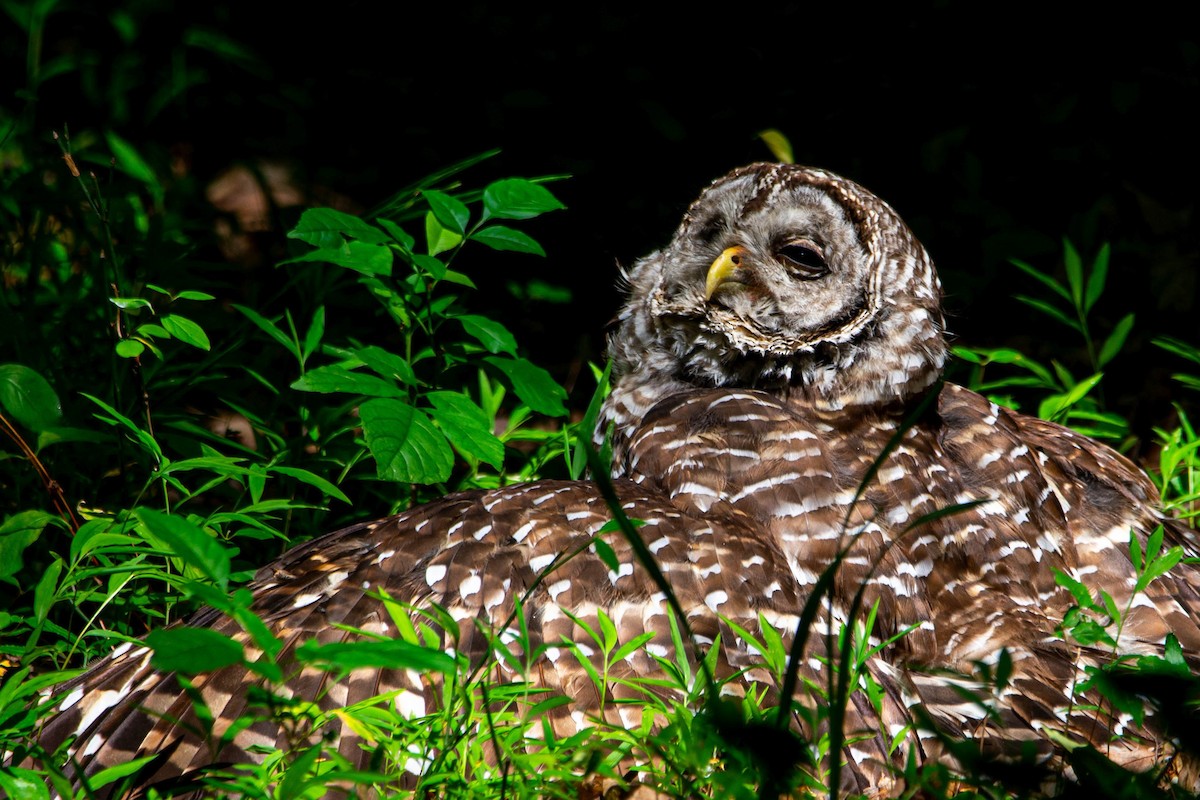 Barred Owl - ML645576927
