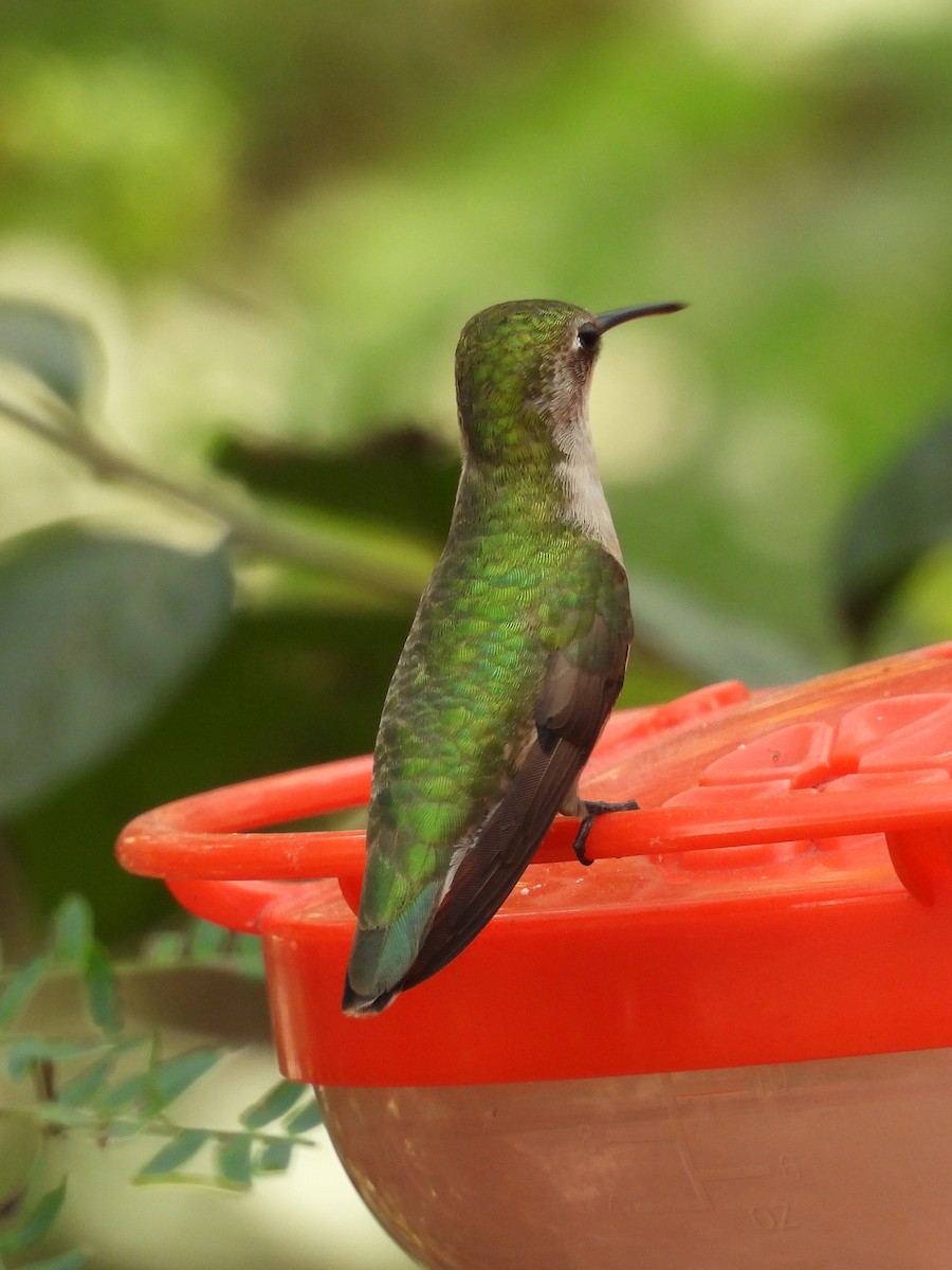 Ruby-throated Hummingbird - ML645576929