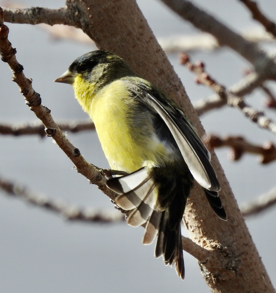 Lesser Goldfinch - ML645576936