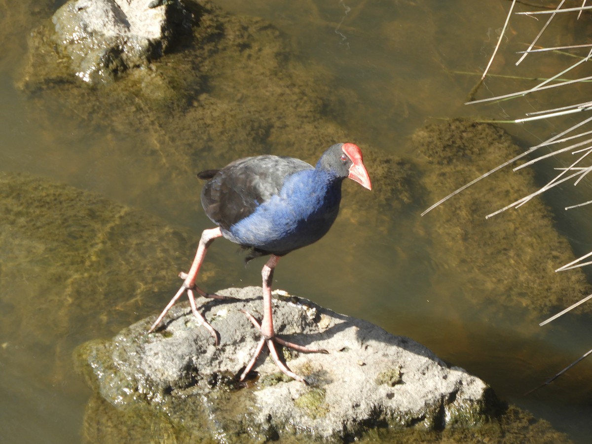 Australasian Swamphen - ML645576937