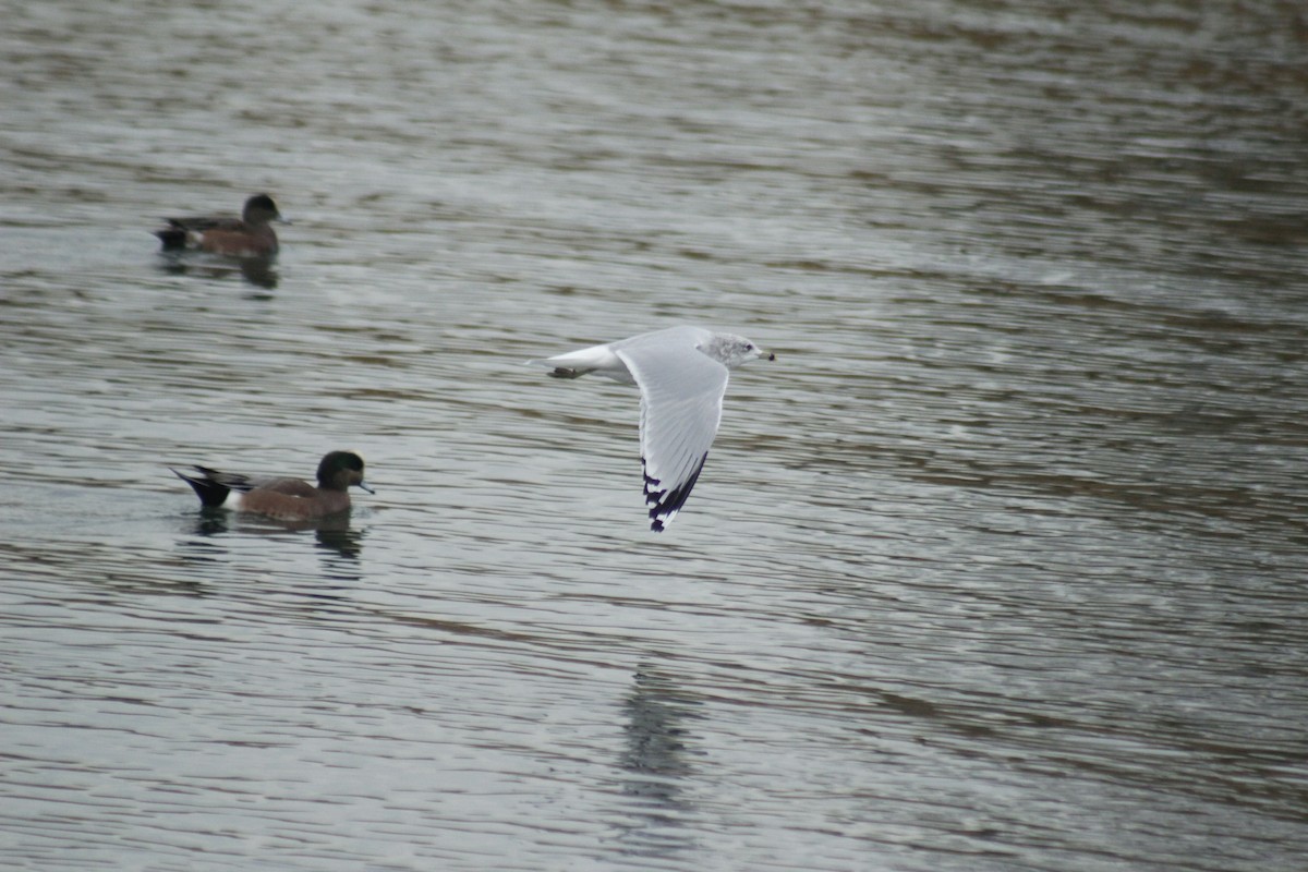 Ring-billed Gull - ML645576939
