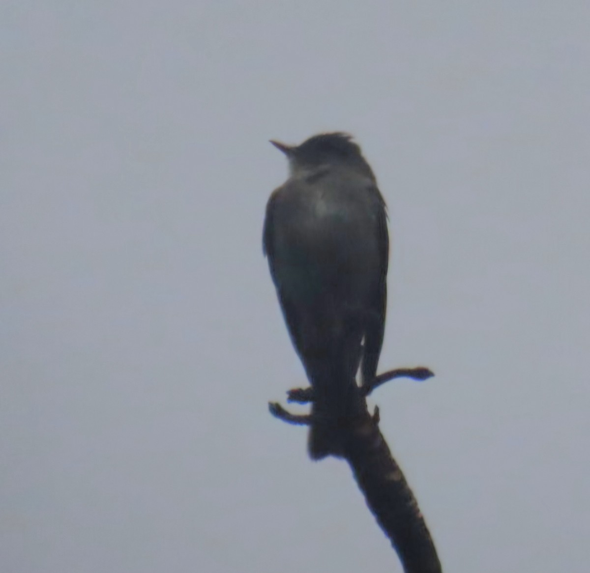 Eastern Wood-Pewee - ML645576941