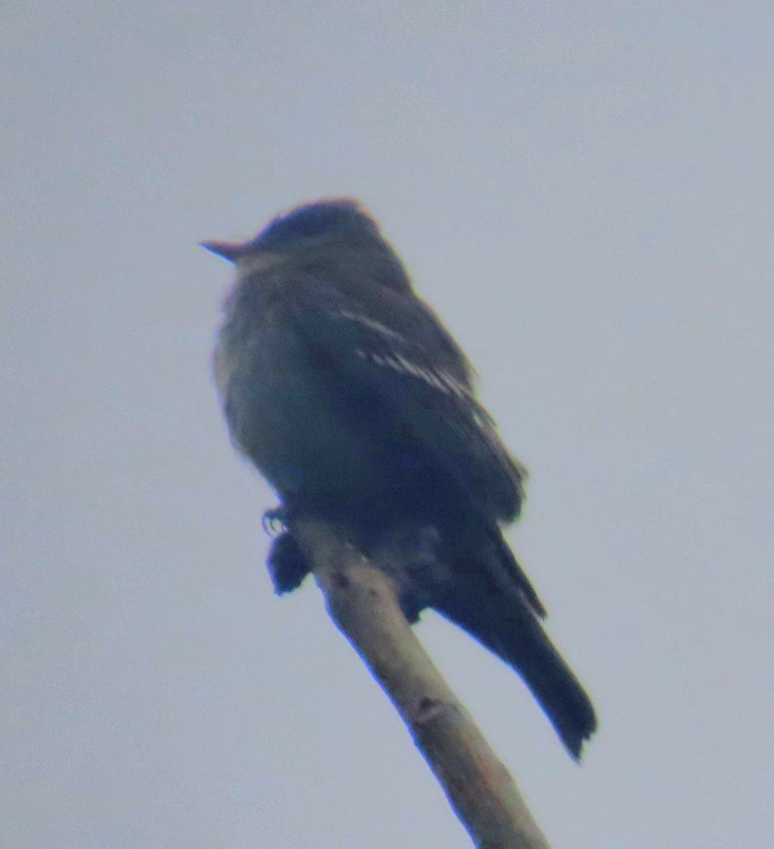 Eastern Wood-Pewee - ML645576942