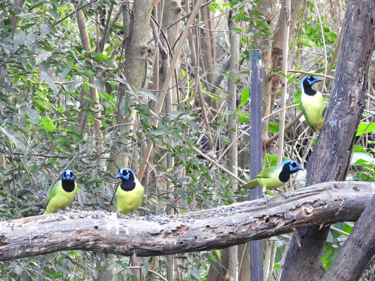 Green Jay - ML645576945