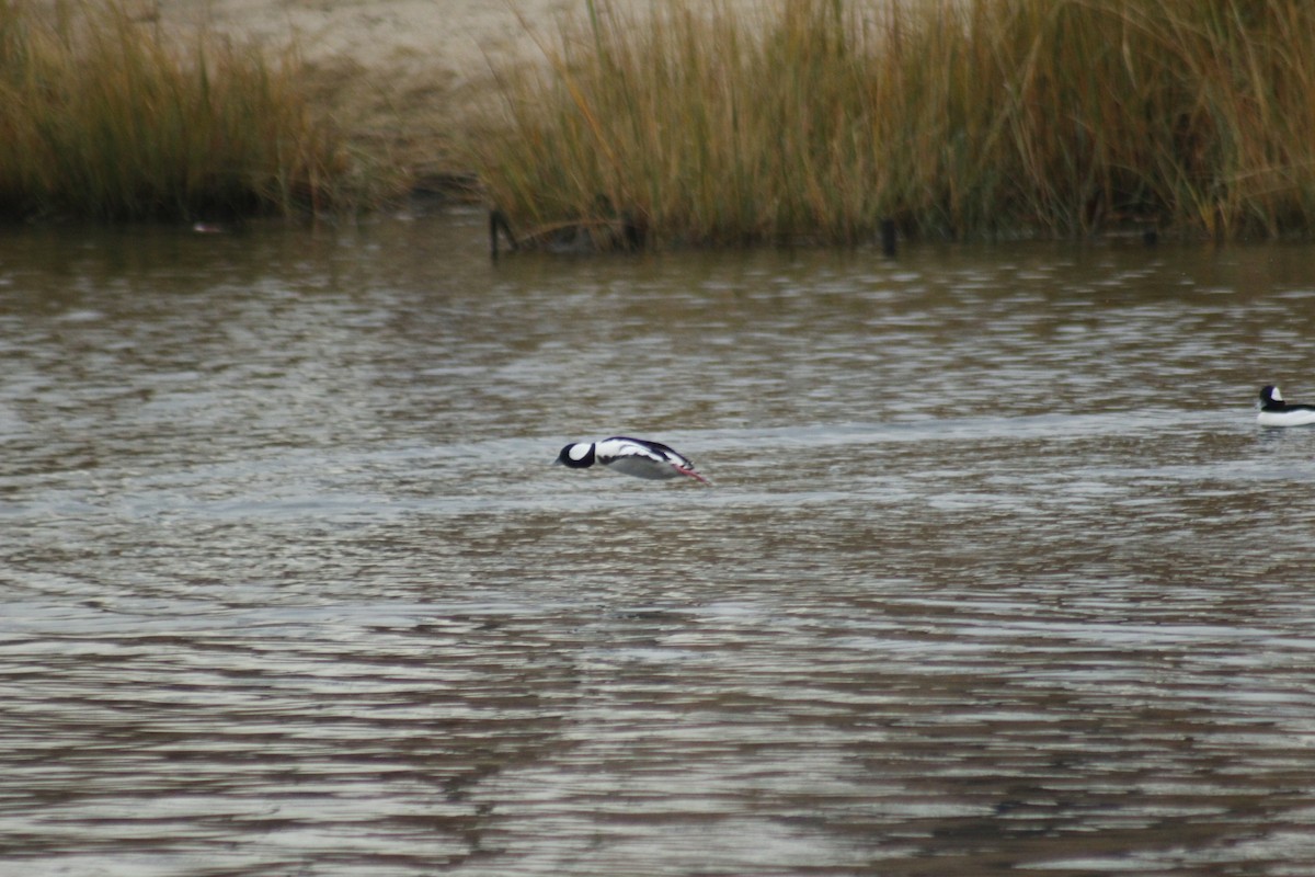 Bufflehead - ML645576946