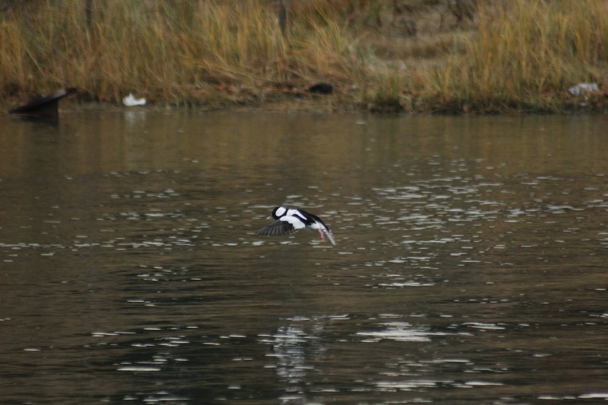 Bufflehead - ML645576949