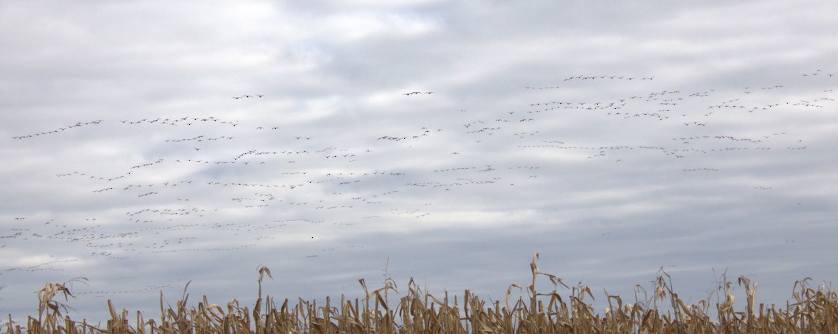 Canada Goose - ML645576950
