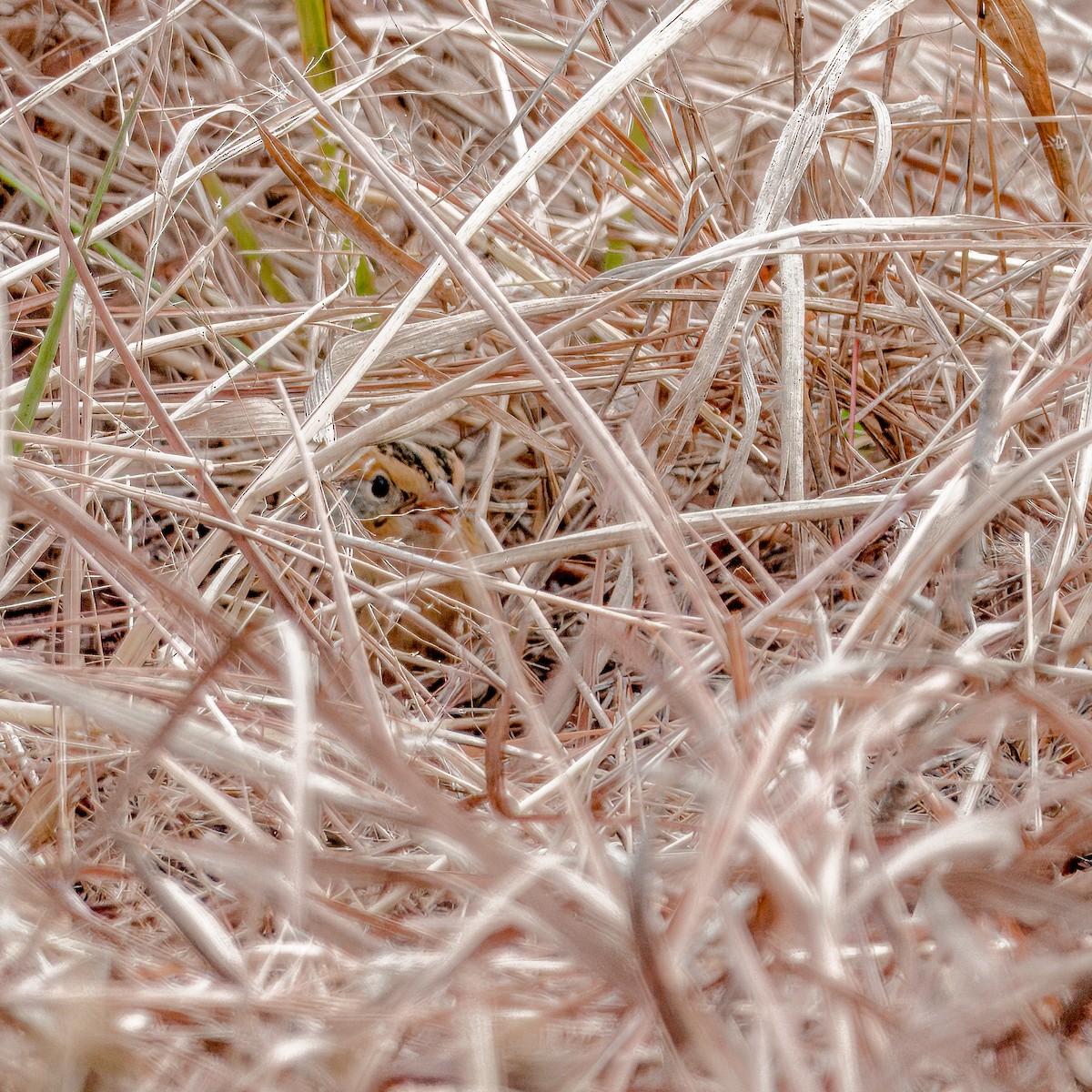 LeConte's Sparrow - ML645576951
