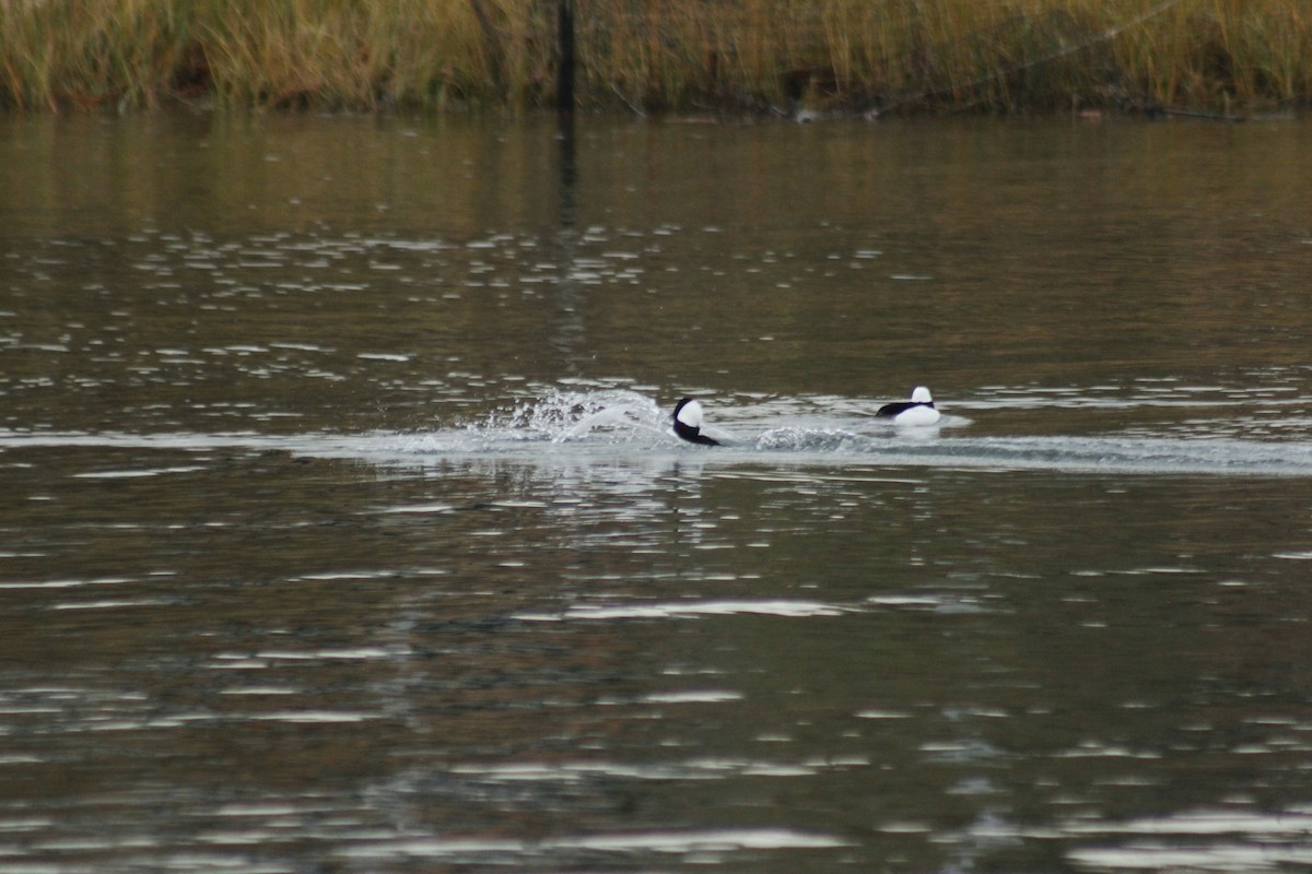 Bufflehead - ML645576952