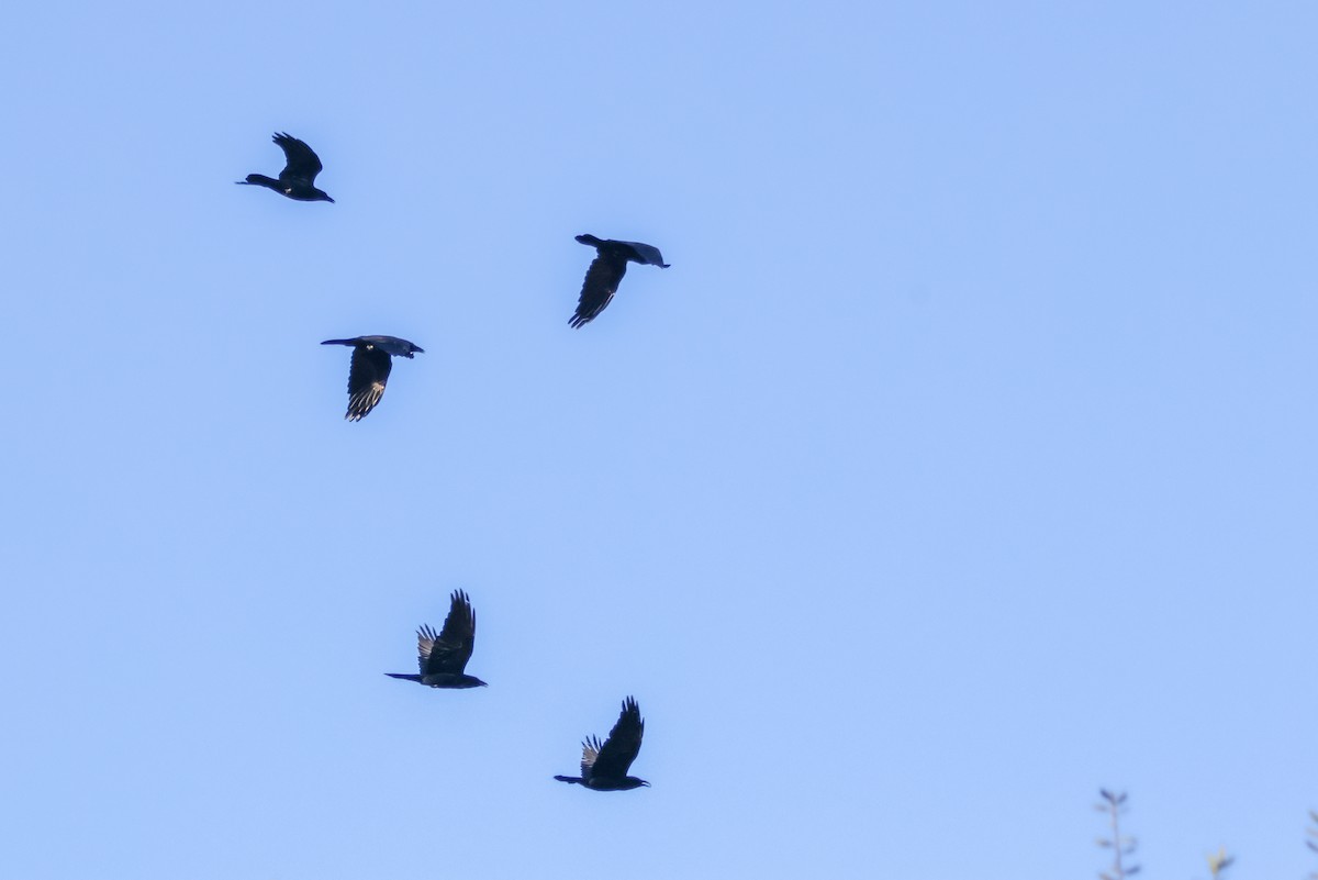 歐洲椋鳥 - ML645576955