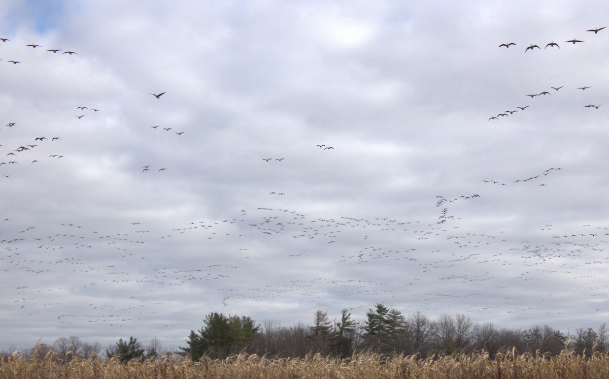 Canada Goose - ML645576956