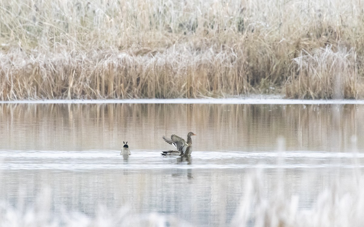 綠頭鴨 - ML645576959
