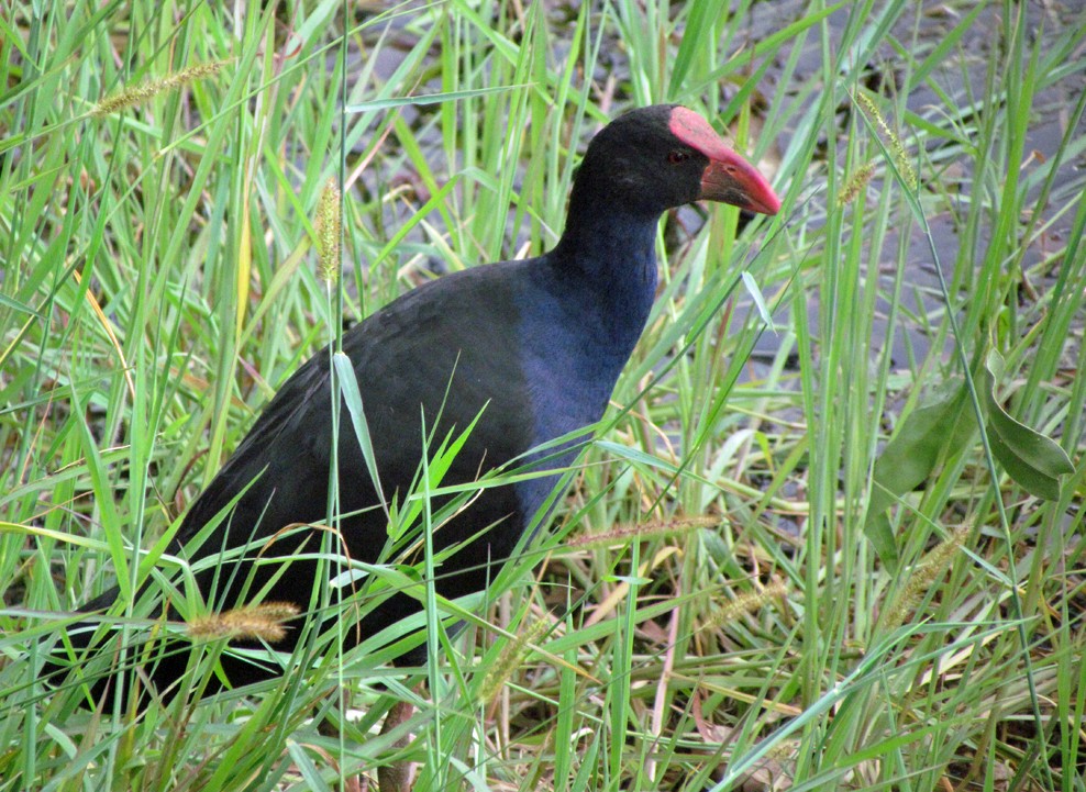 Dusky Moorhen - ML645576960