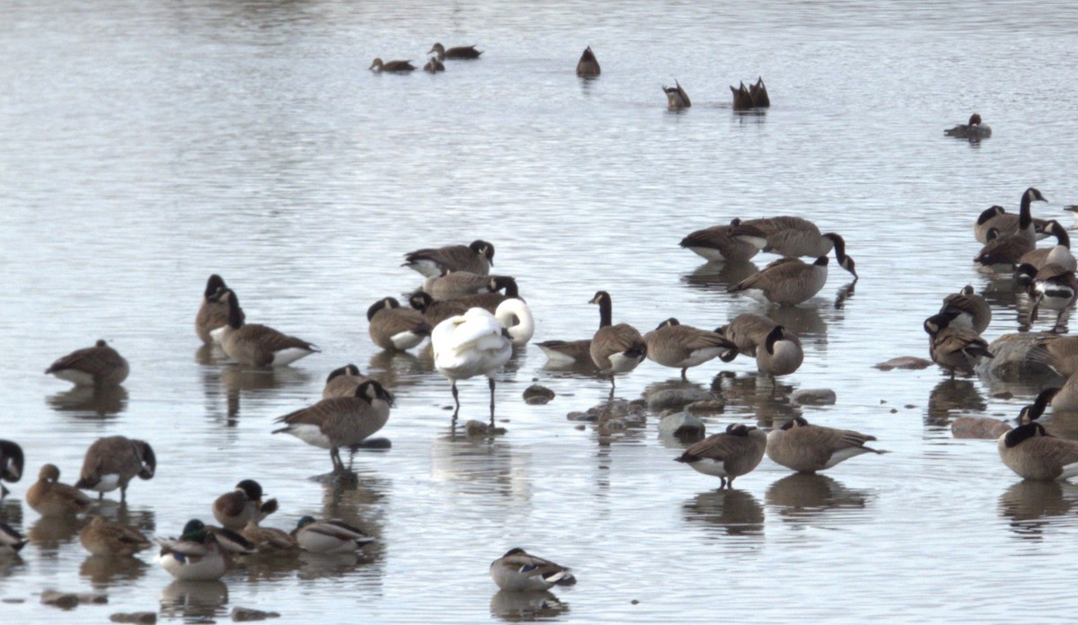 Trumpeter Swan - ML645576961