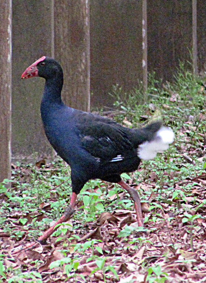 Dusky Moorhen - ML645576962