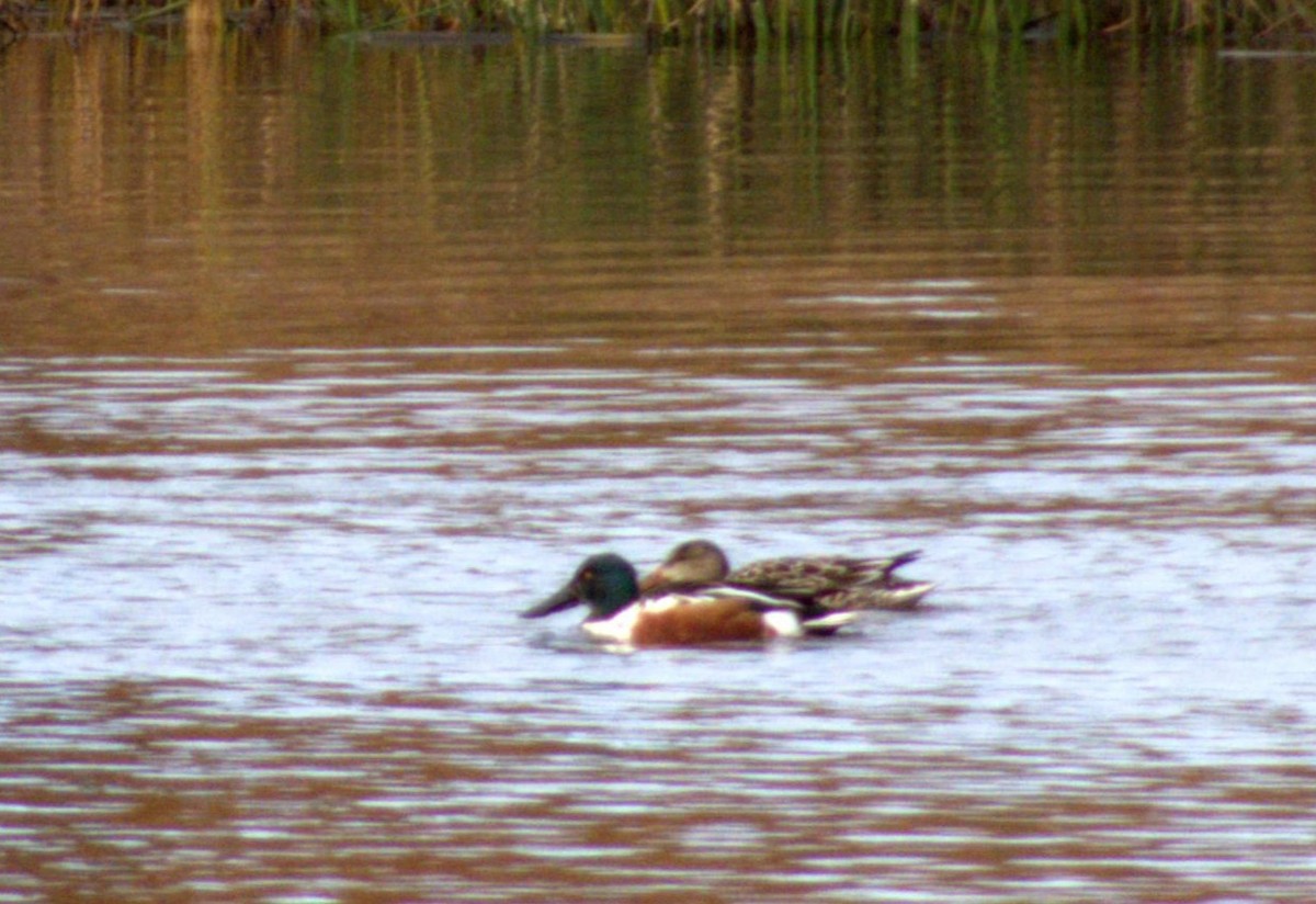 琵嘴鴨 - ML645576963