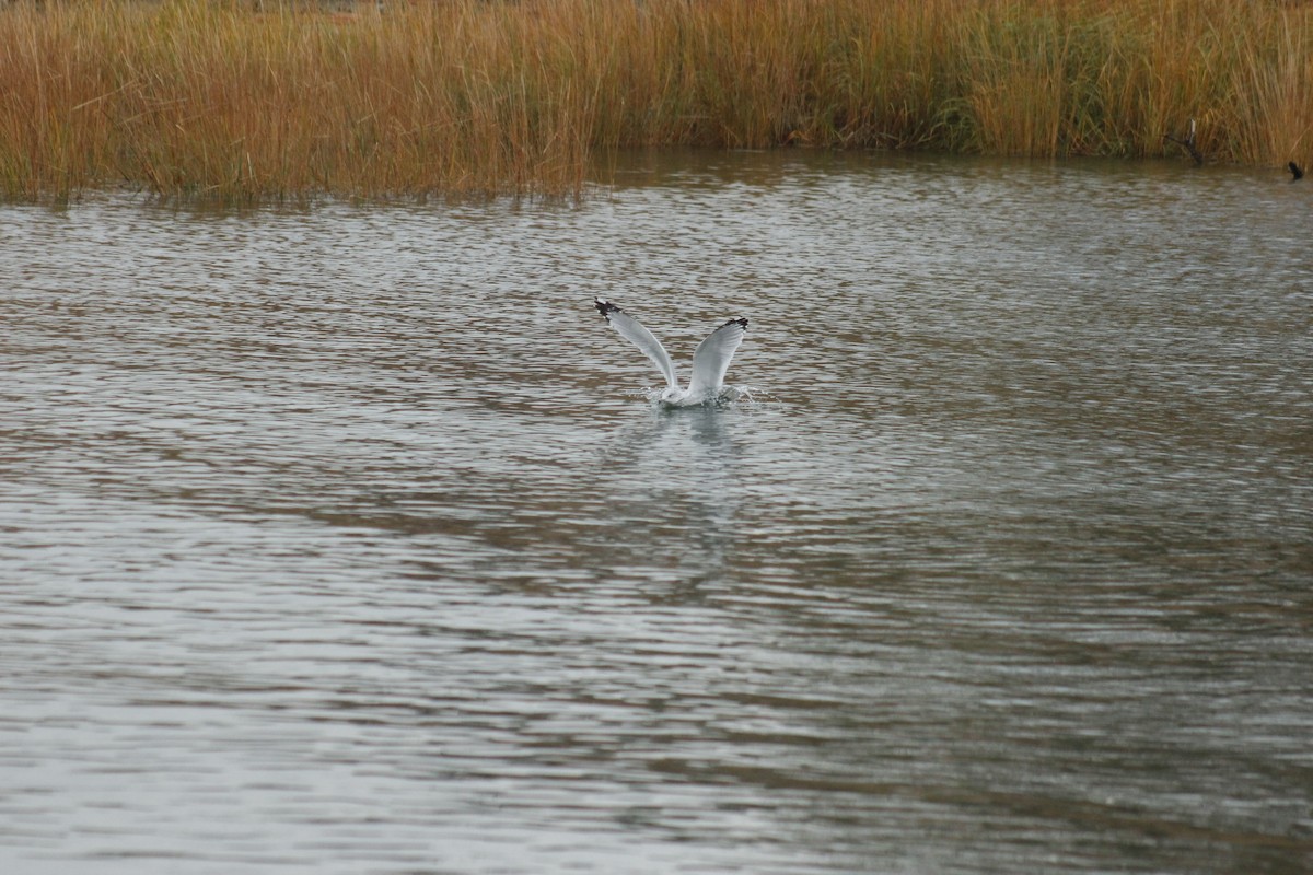 Ring-billed Gull - ML645576965