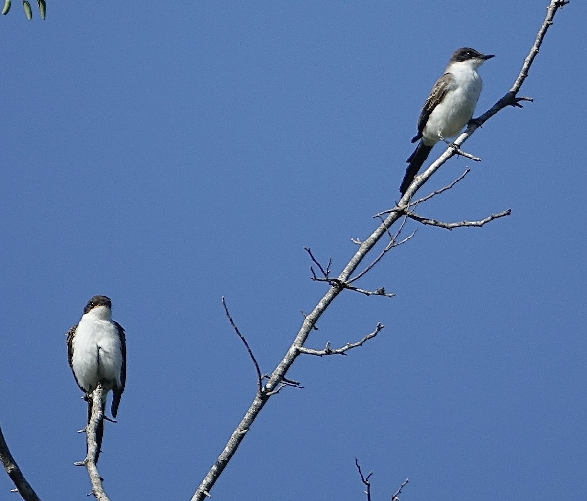 Fork-tailed Flycatcher - ML645576966