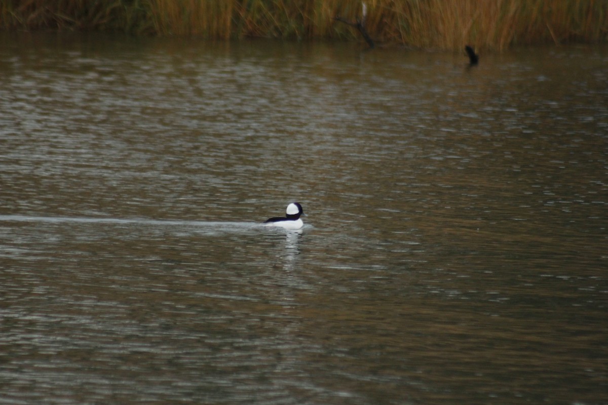 Bufflehead - ML645576967