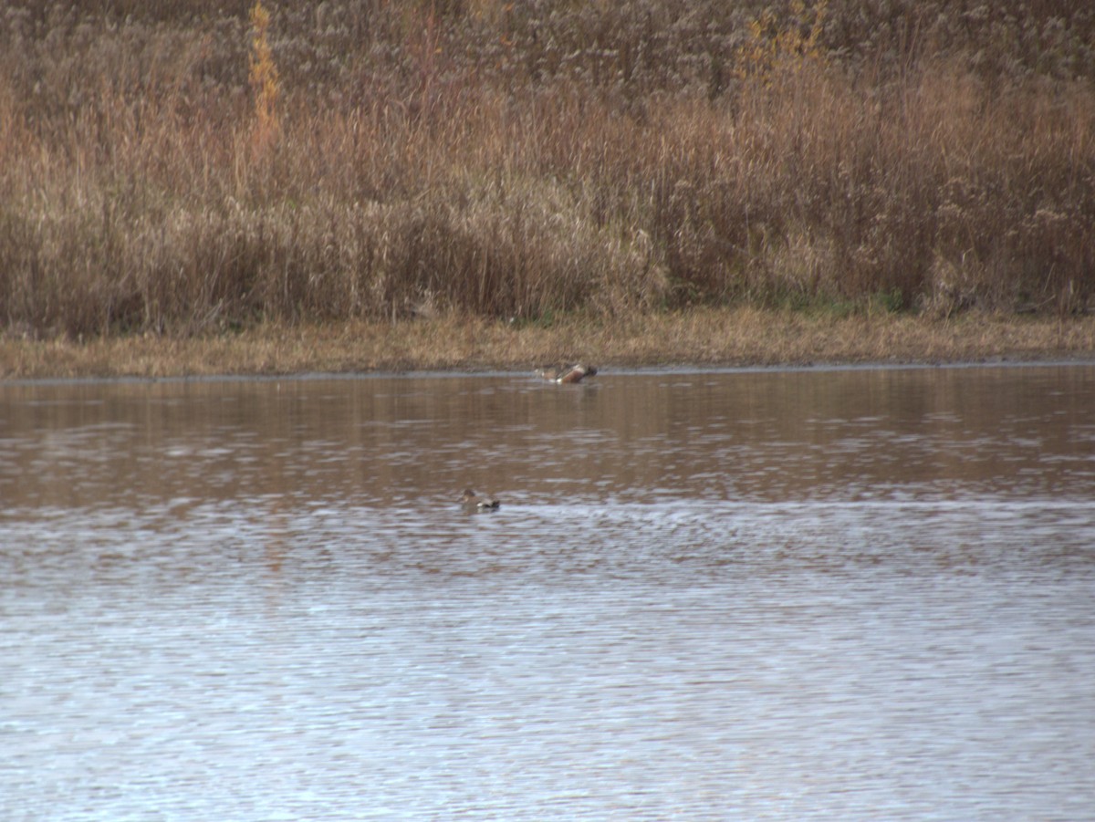 赤膀鴨 - ML645576968