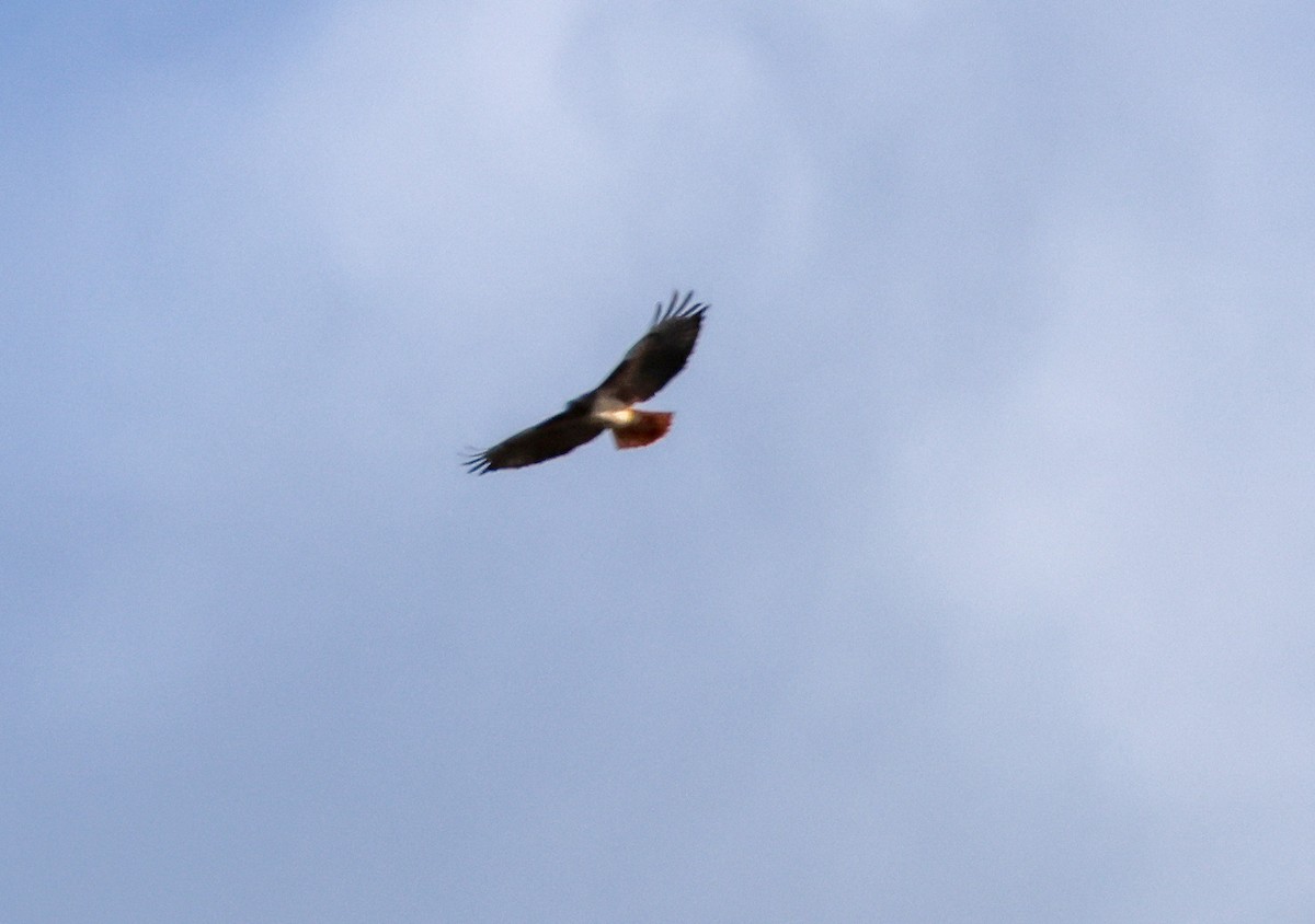 Red-tailed Hawk - ML645576970