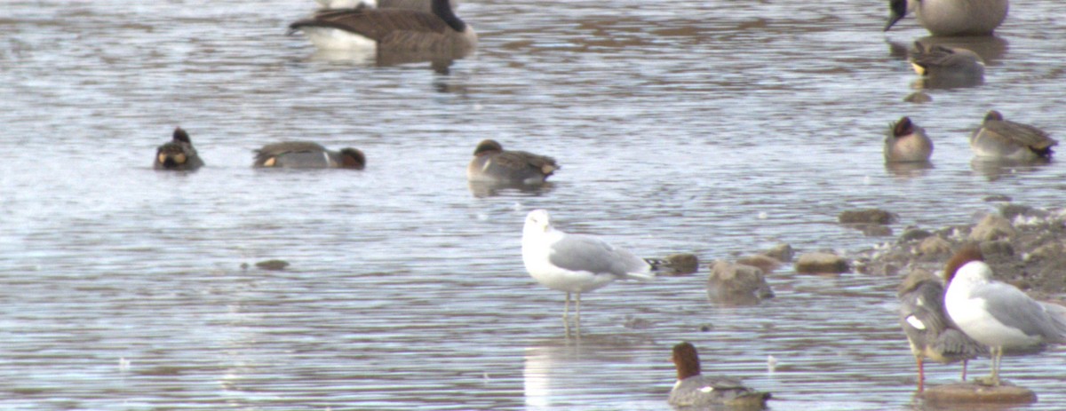 小水鴨 - ML645576971