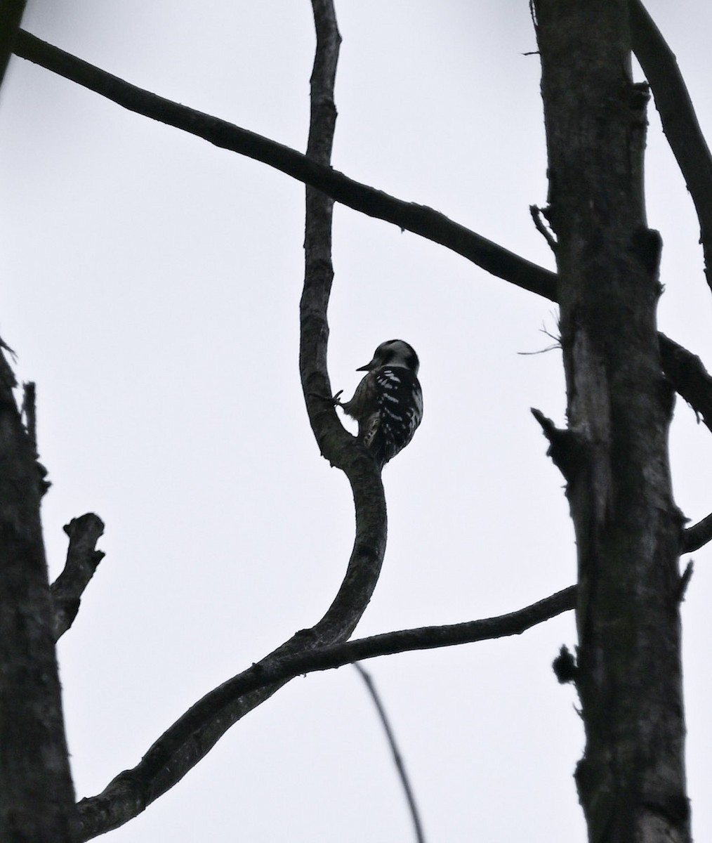 小啄木 - ML645576972