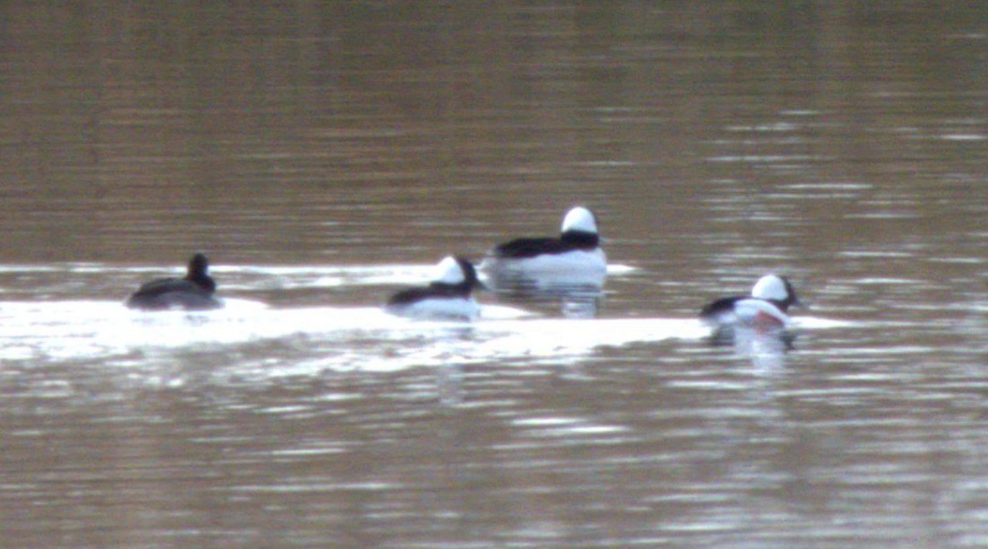 Bufflehead - ML645576973
