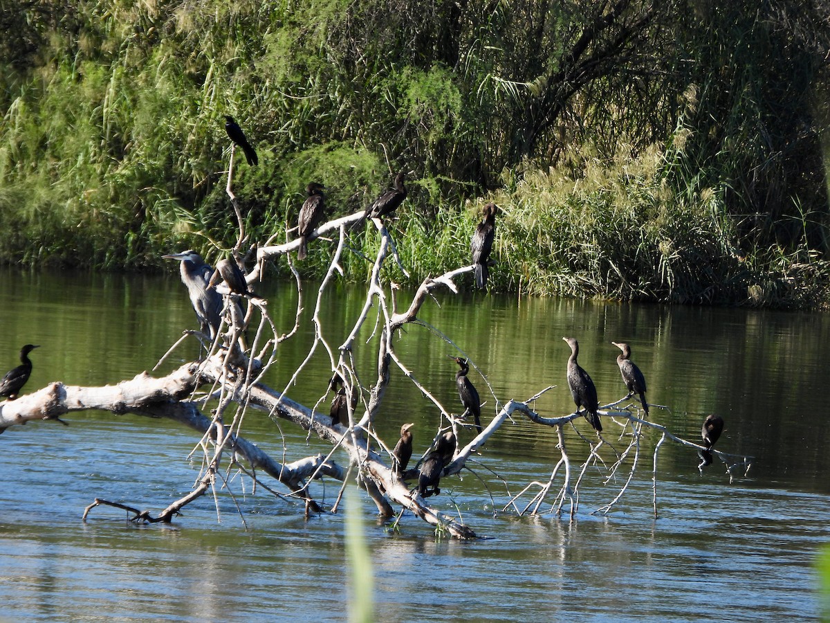 Double-crested Cormorant - ML645576976