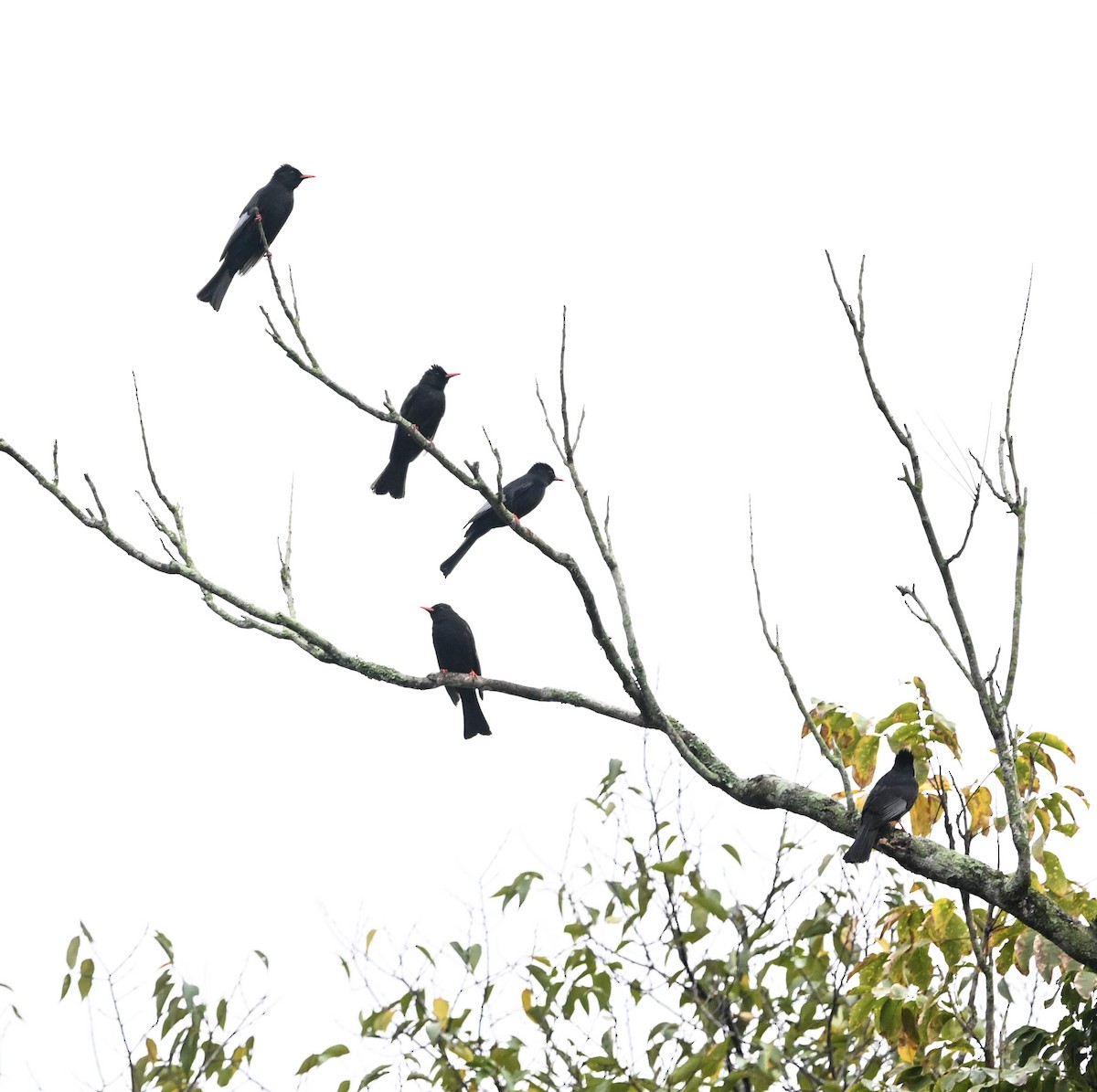 紅嘴黑鵯(臺灣) - ML645576980