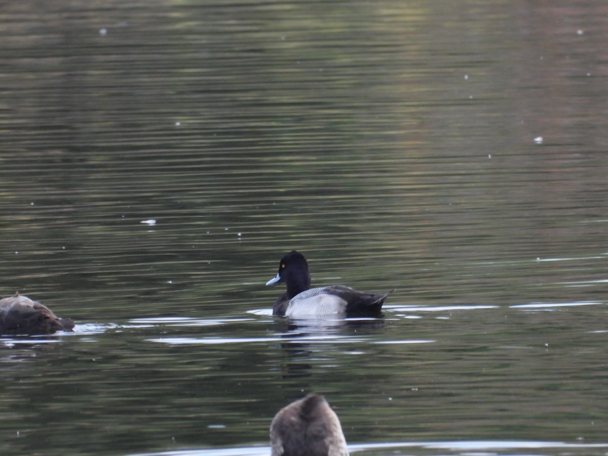 Lesser Scaup - ML645576982