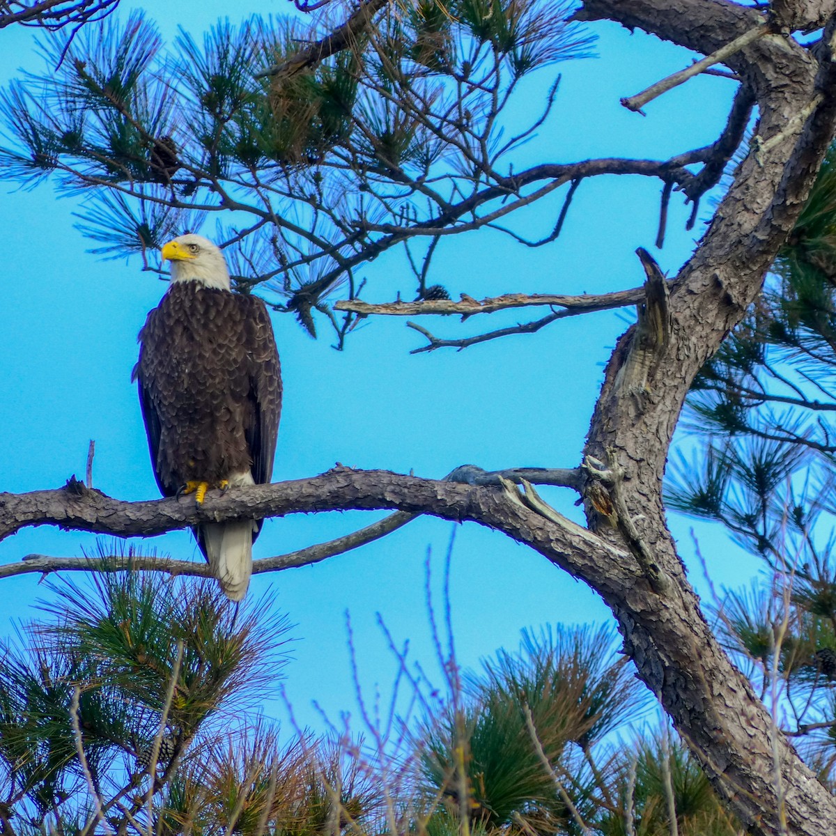 Pygargue à tête blanche - ML645576983