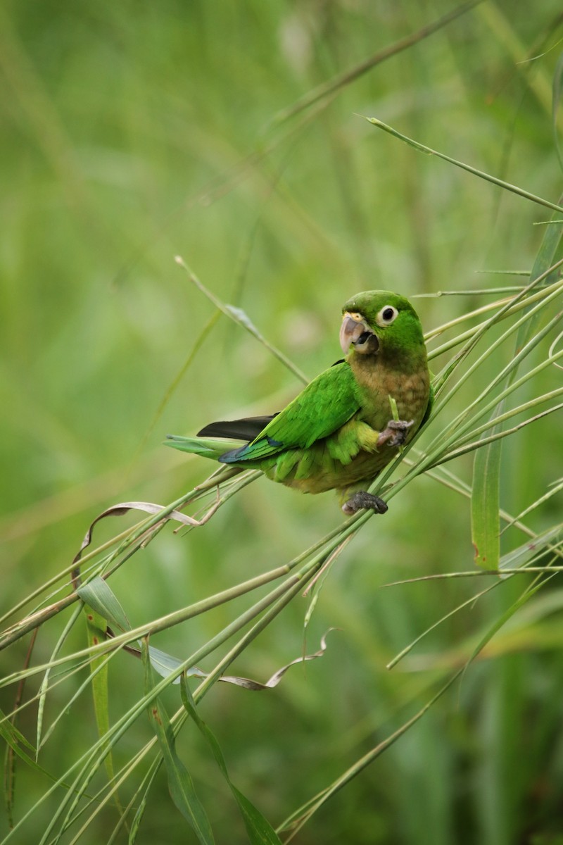 Olive-throated Parakeet - ML645577002