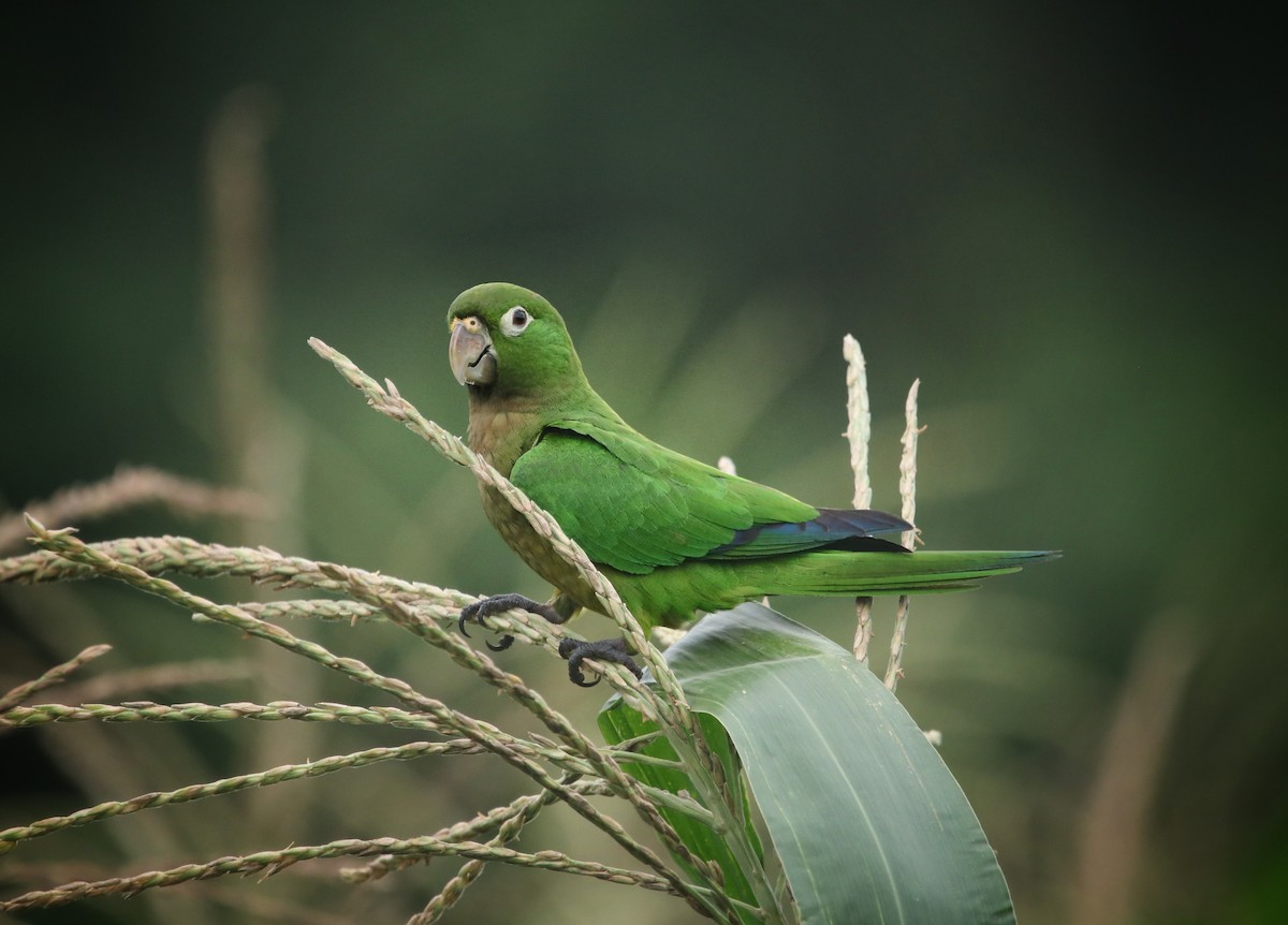 Olive-throated Parakeet - ML645577003