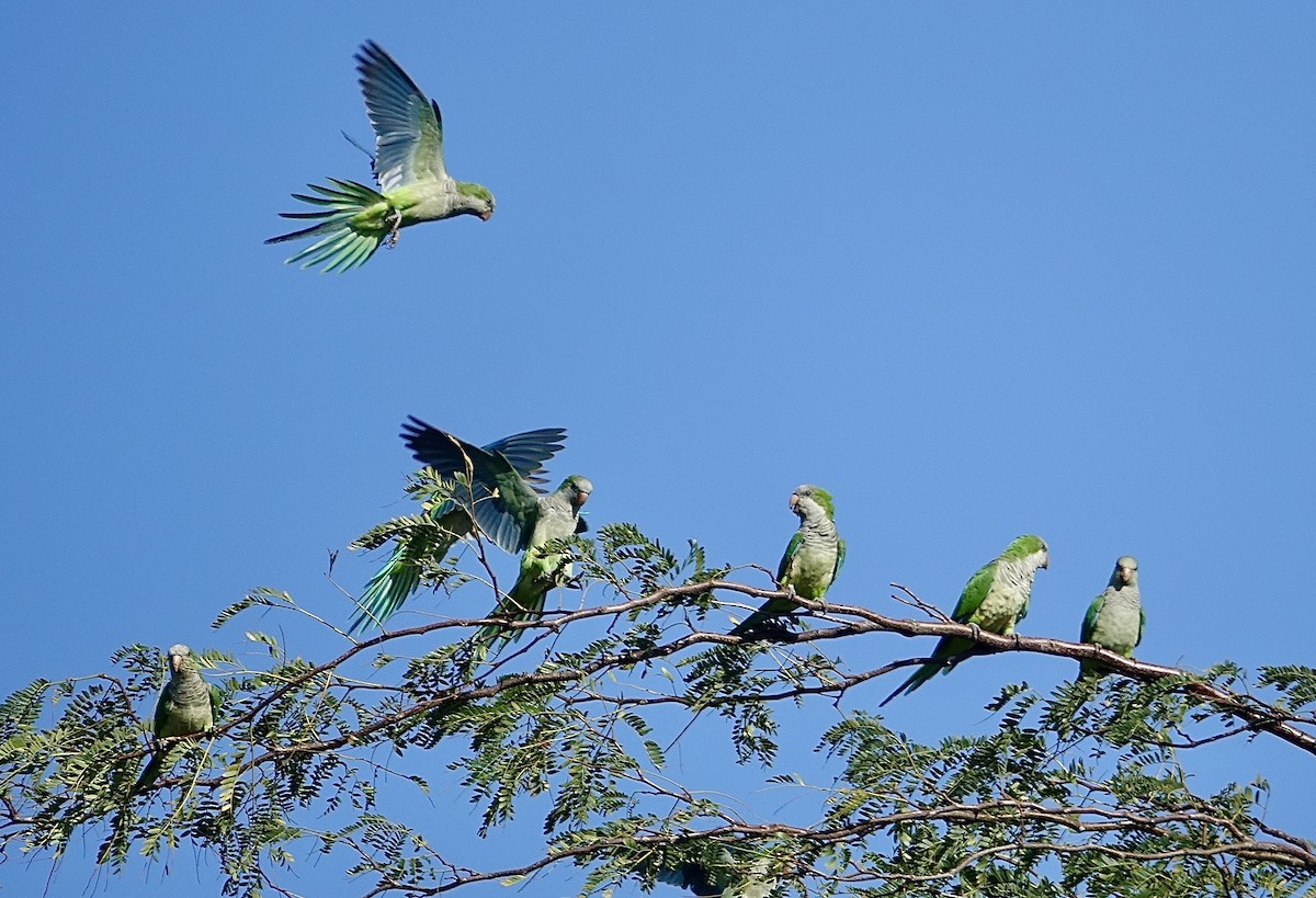 Mönchssittich - ML645577007