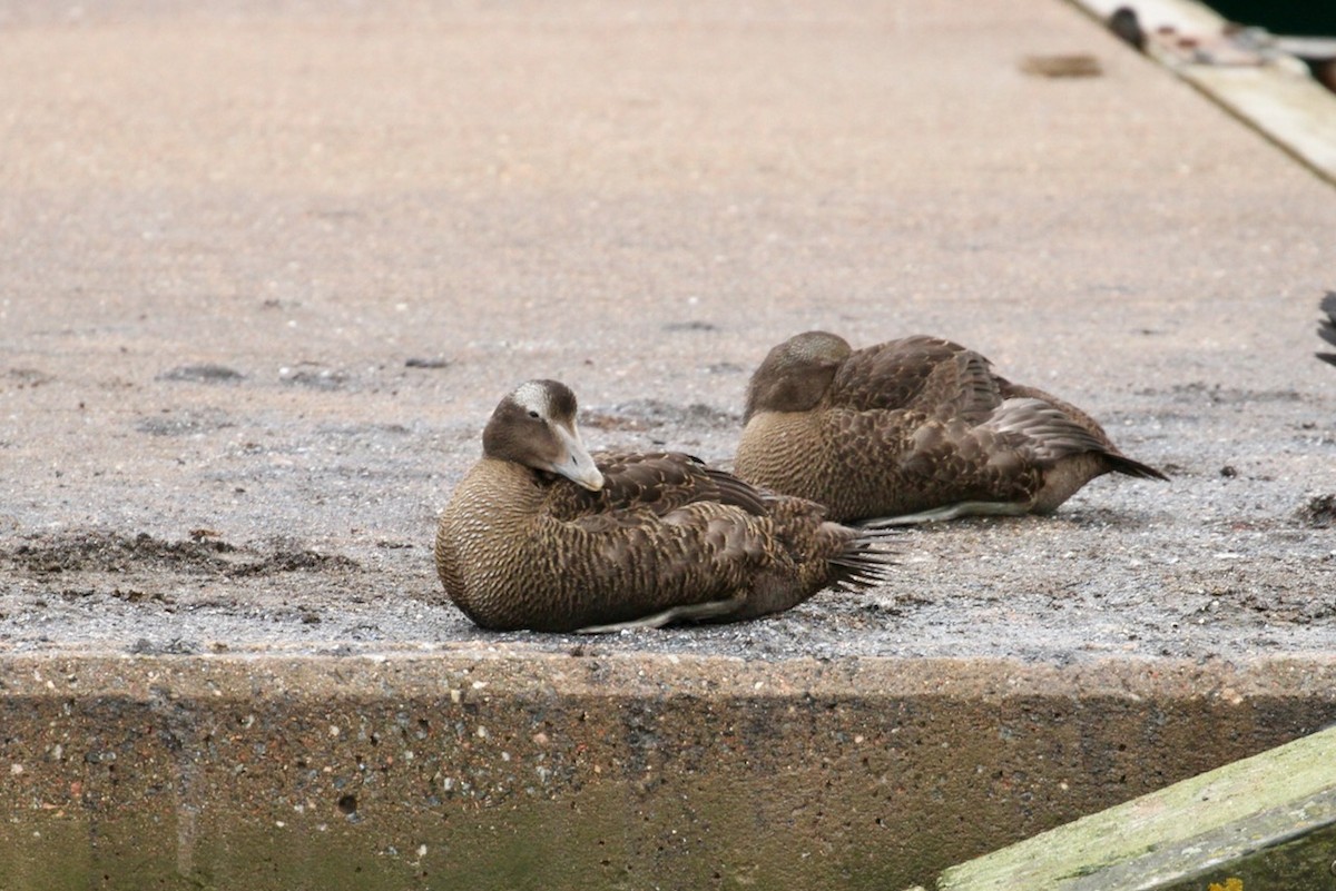 Common Eider - ML645577010