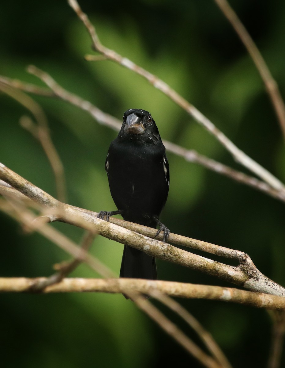 Thick-billed Seed-Finch - ML645577014