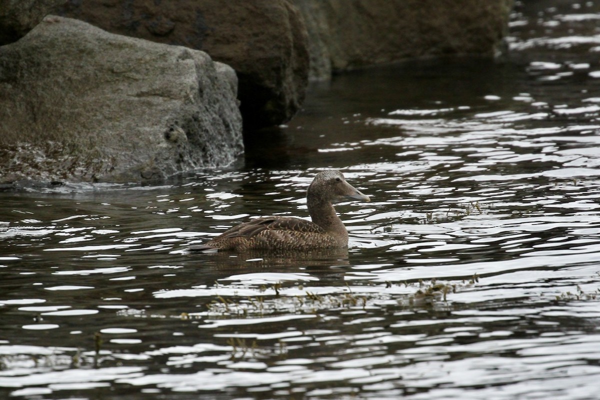 Common Eider - ML645577015