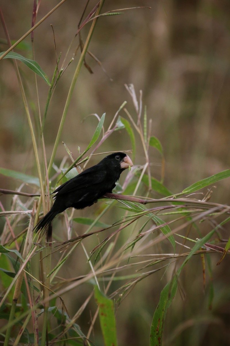 Nicaraguan Seed-Finch - ML645577018