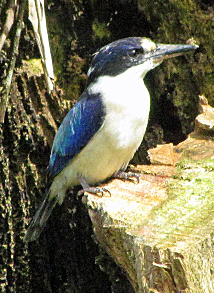 Forest Kingfisher - ML645577019